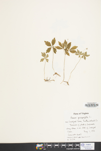 Anemone quinquefolia image