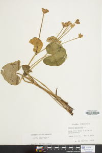 Caltha palustris image