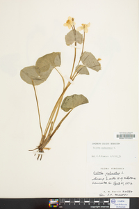 Caltha palustris image