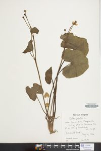 Caltha palustris image