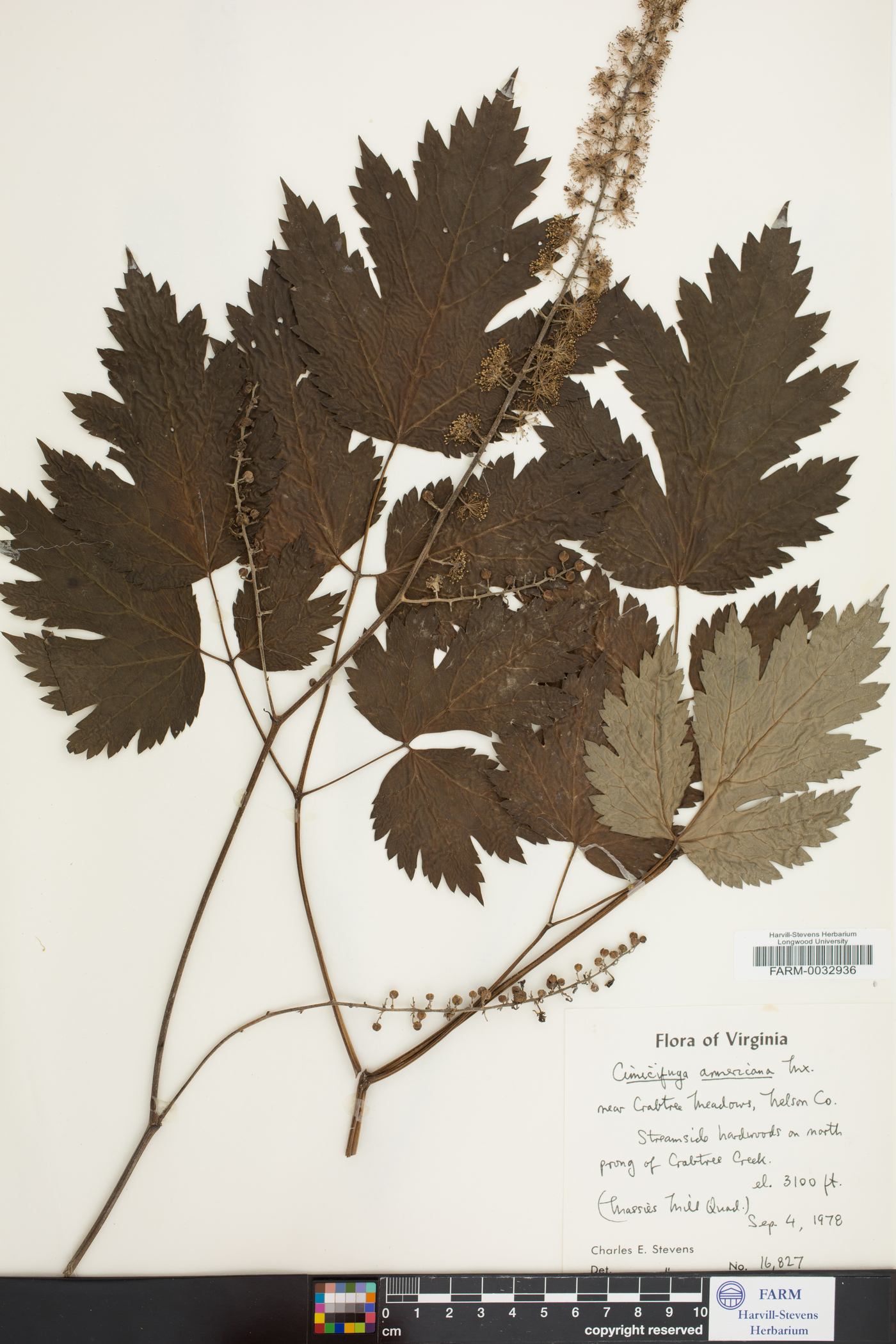 Cimicifuga americana image
