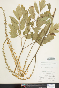 Actaea racemosa image