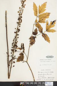 Actaea racemosa image