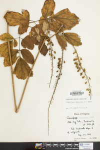 Actaea racemosa image