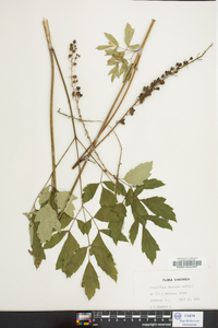 Actaea racemosa image