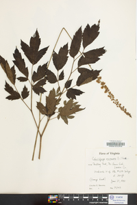 Actaea racemosa image