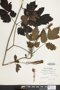 Actaea racemosa image