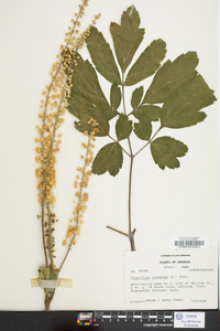 Actaea racemosa image