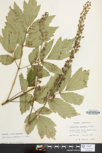 Actaea racemosa image