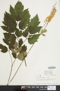 Actaea racemosa image