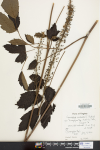 Actaea racemosa image