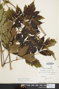 Actaea racemosa image