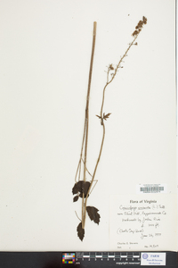 Actaea racemosa image