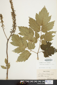 Actaea racemosa image