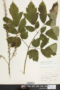 Actaea racemosa image