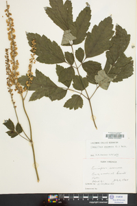 Actaea racemosa image