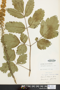 Actaea racemosa image