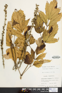 Actaea racemosa image