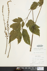 Actaea racemosa image