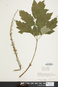 Actaea racemosa image