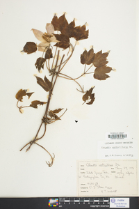 Clematis verticillaris image