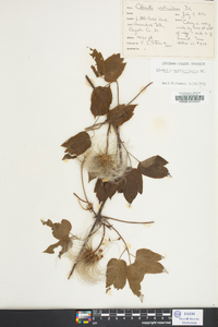 Clematis ochroleuca image