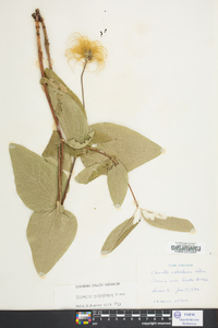 Clematis ochroleuca image