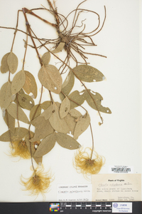 Clematis ochroleuca image