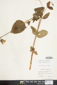 Clematis ochroleuca image