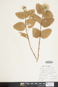 Clematis ochroleuca image