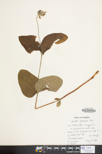 Clematis ochroleuca image