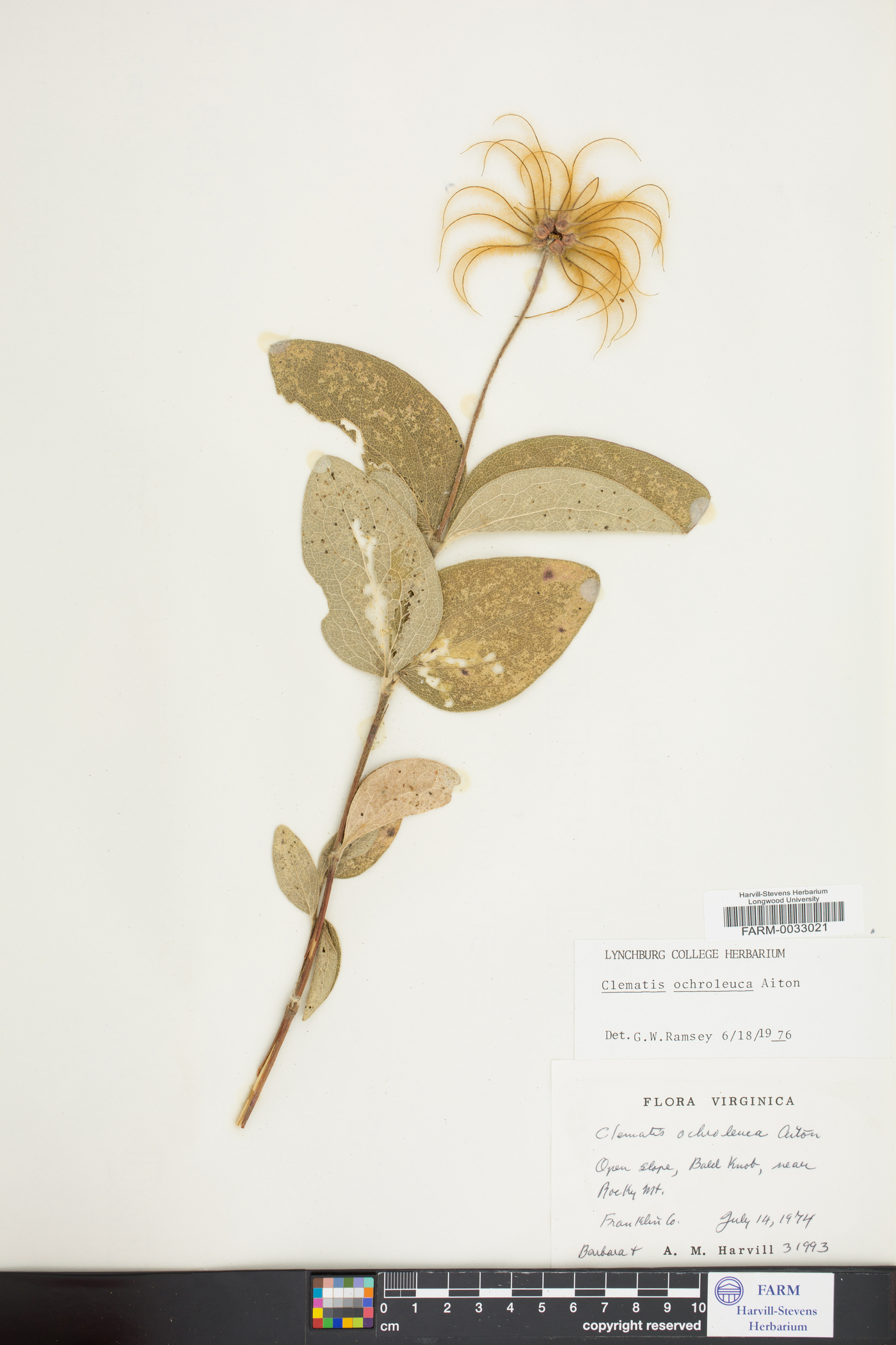 Clematis ochroleuca image