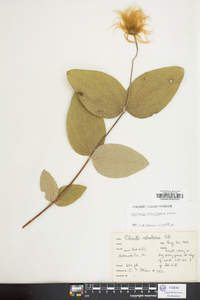 Clematis ochroleuca image