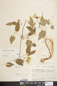 Clematis viorna image