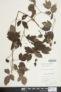 Clematis viorna image