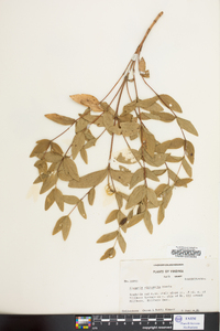 Clematis viticaulis image