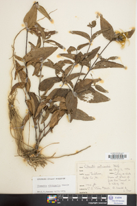 Clematis viticaulis image