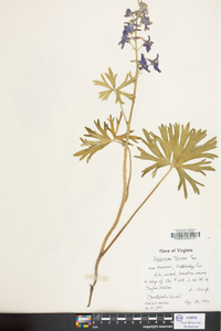 Delphinium tricorne image