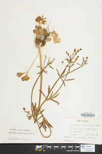 Ranunculus allegheniensis image