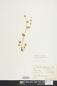 Ranunculus allegheniensis image