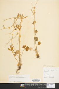 Ranunculus allegheniensis image