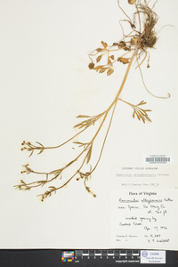 Ranunculus allegheniensis image