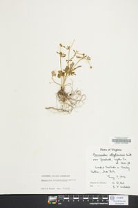 Ranunculus allegheniensis image