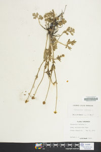 Ranunculus bulbosus image