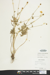 Ranunculus bulbosus image