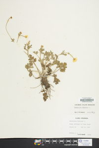 Ranunculus bulbosus image