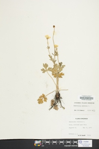 Ranunculus bulbosus image