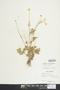 Ranunculus bulbosus image