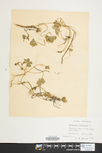 Ranunculus hederaceus image