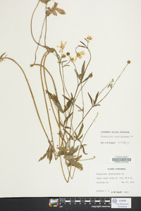 Ranunculus carolinianus image